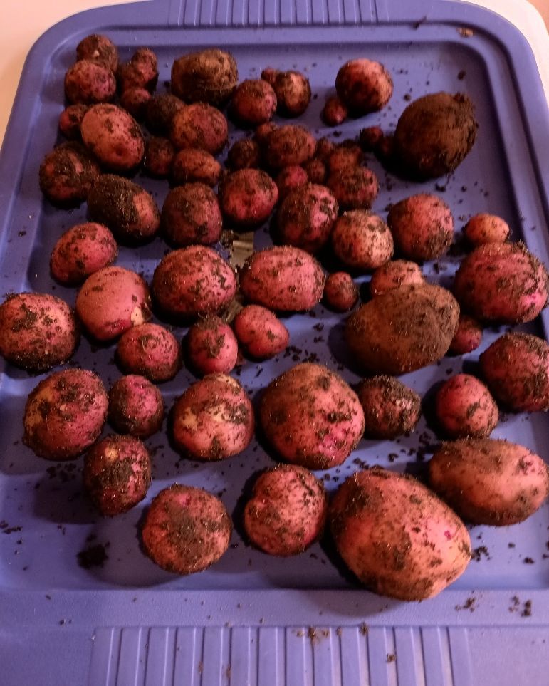 Roughly three dozen red potatoes, some dirt still clinging to them, stayed on a purple lid from a large storage container 