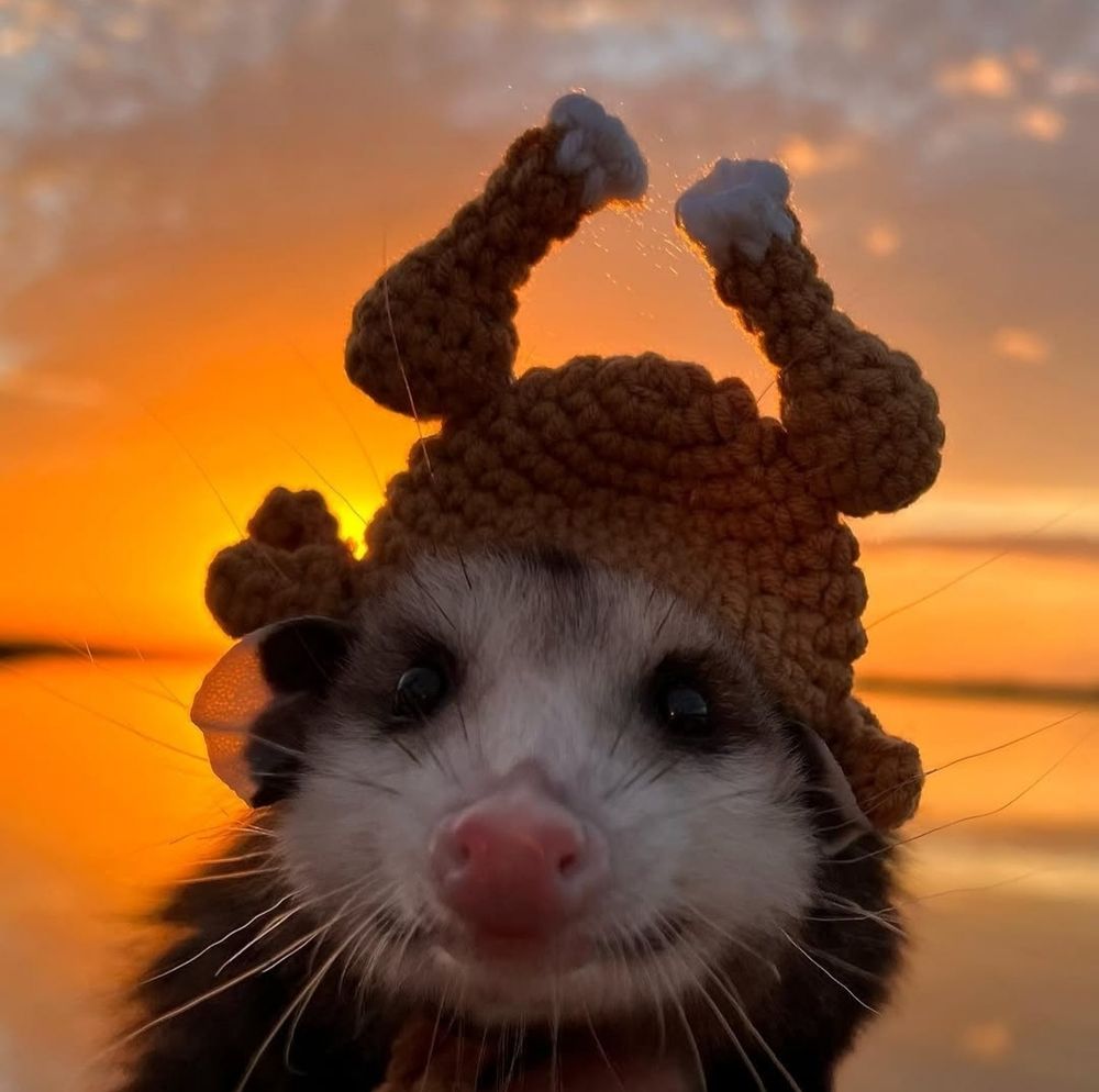 A close-up of a small opossum, wearing a knitted hat shaped like a roasted turkey, silhouetted against a bright orange and yellow sunset.

Instagram: potatosquirrelsally