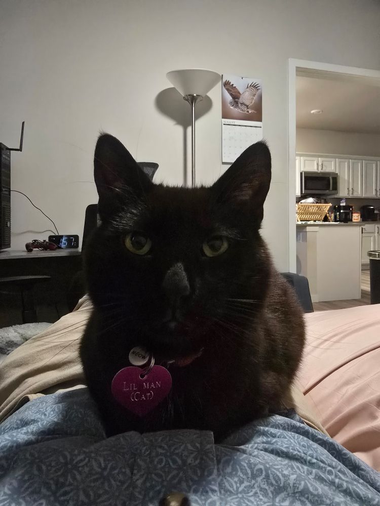 Photo of my black cat 