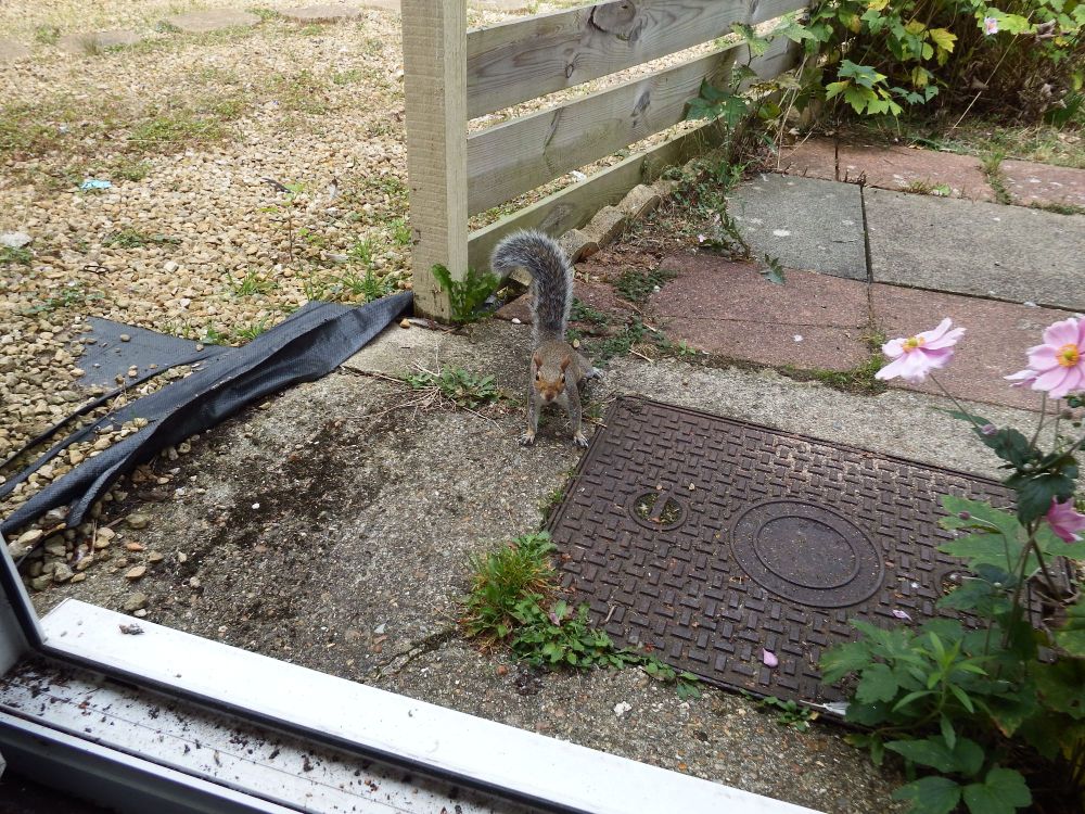 Squirrel sat patiently waiting for me to hand out some peanuts 