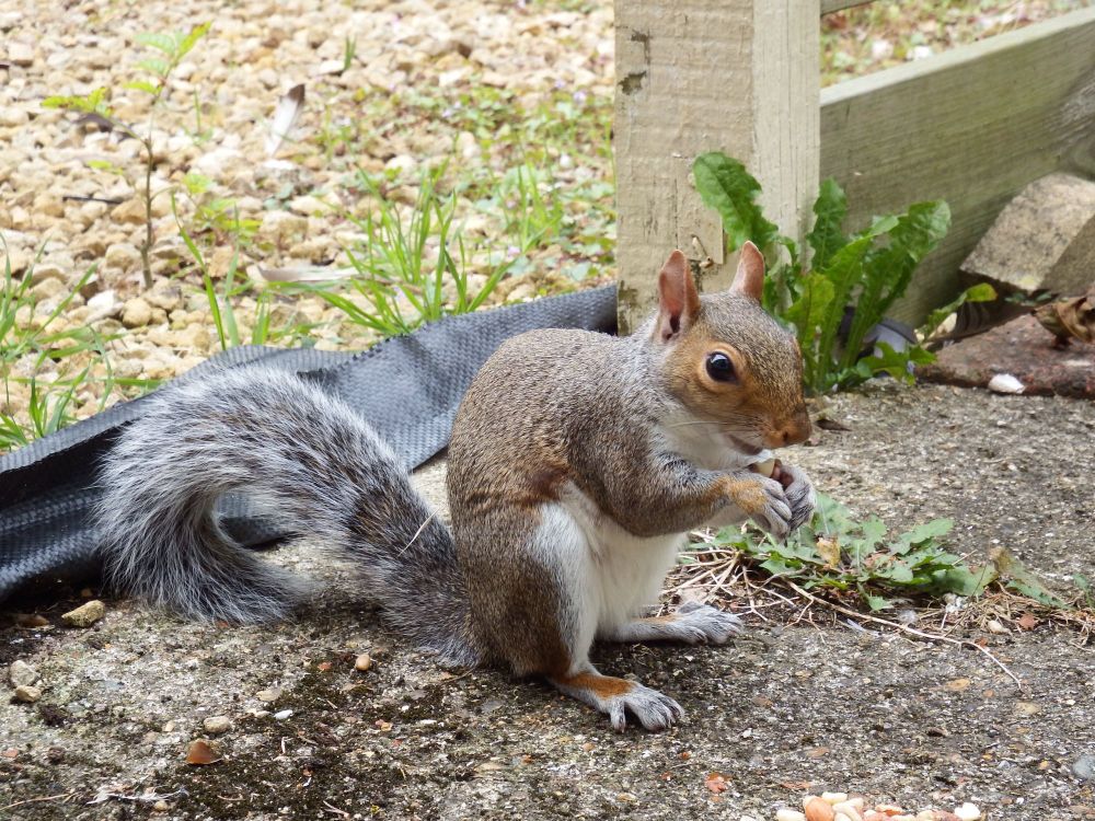 Squirrel sat at my door, eating the peanuts 