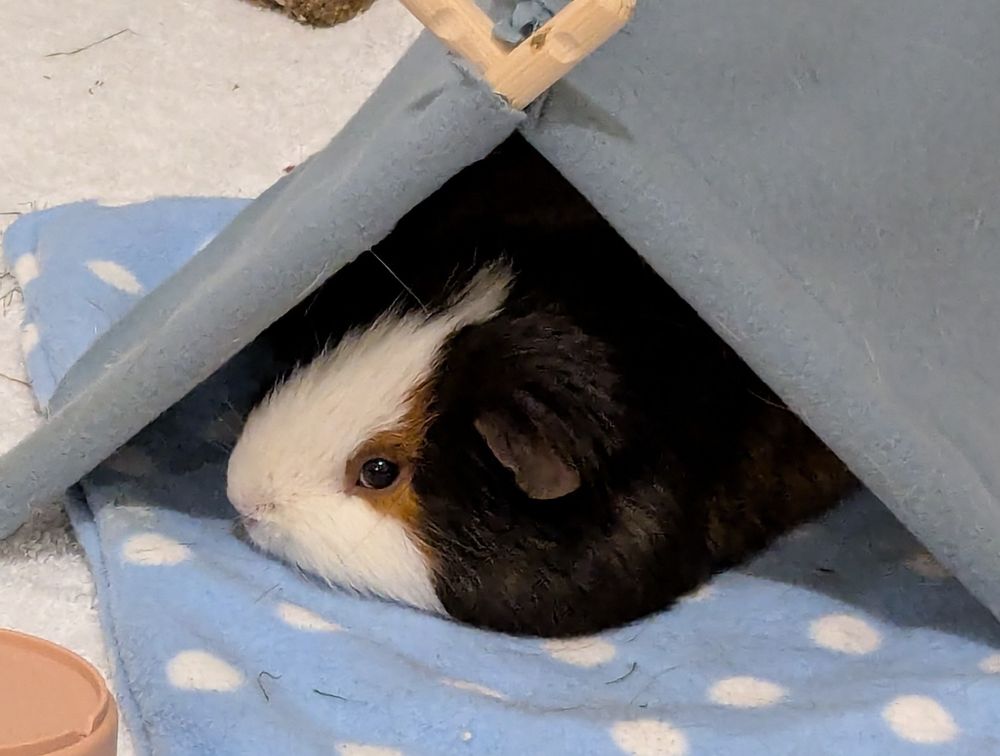 Photograph of a brown-caramel-and-white guinea pig lying on a painstakingly handmade fleece blanket, in his painstakingly handmade fleece tent, in his massive run which takes up the whole living room. He is reclining a little and appears to be giving epic side-eye. Cannot confirm if the side eye is due to me trying to take cute photographs of him while he tries to nap.