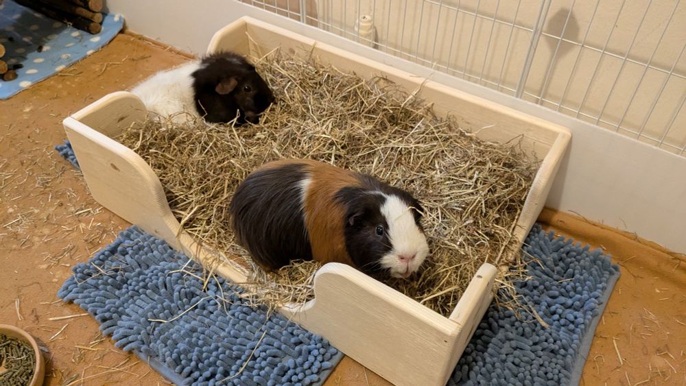 Photograph of two guinea pigs (one brown and white, the other brown, caramel and white) in a shallow wooden box filled with hay in their enclosure. They look like happy, soft boys.