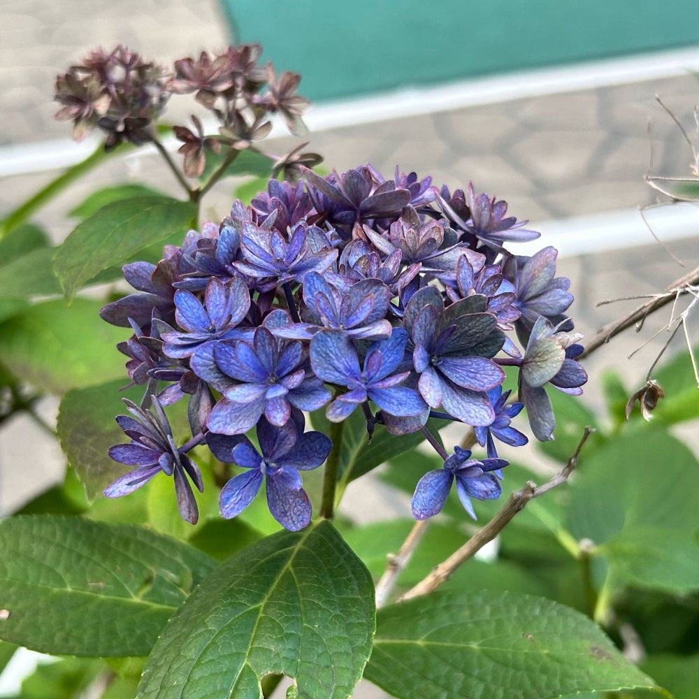 青色に紫色の縁どりがついた紫陽花