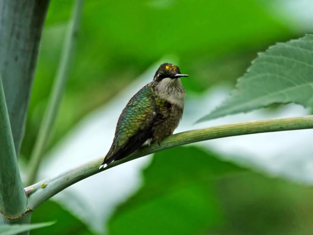 A small hummingbird perched sideways on a thick green stem. Its feathers shimmer with iridescent green and bronze tones, and a bright patch of pollen rests on its forehead. The soft green background is blurred, highlighting the bird.