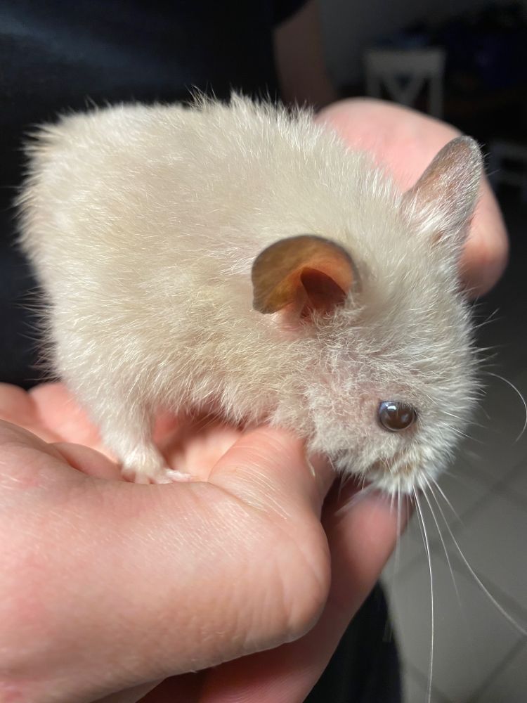 Silbergrauer Hamster sitzt auf einer Hand und schaut nach unten Richtung Boden.