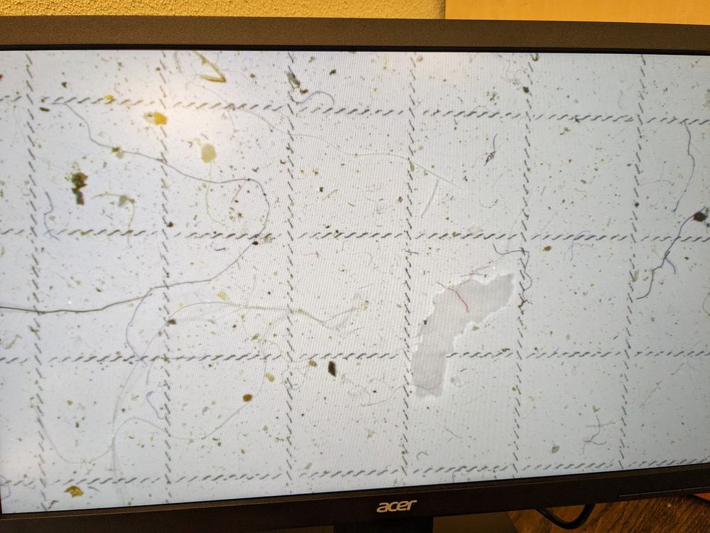 Snow melt run through a filter. The image is of a screen showing a gridded filter with lots of microplastic fibers and other debris (plastic, organic, and sediment). Magnification is 6x.