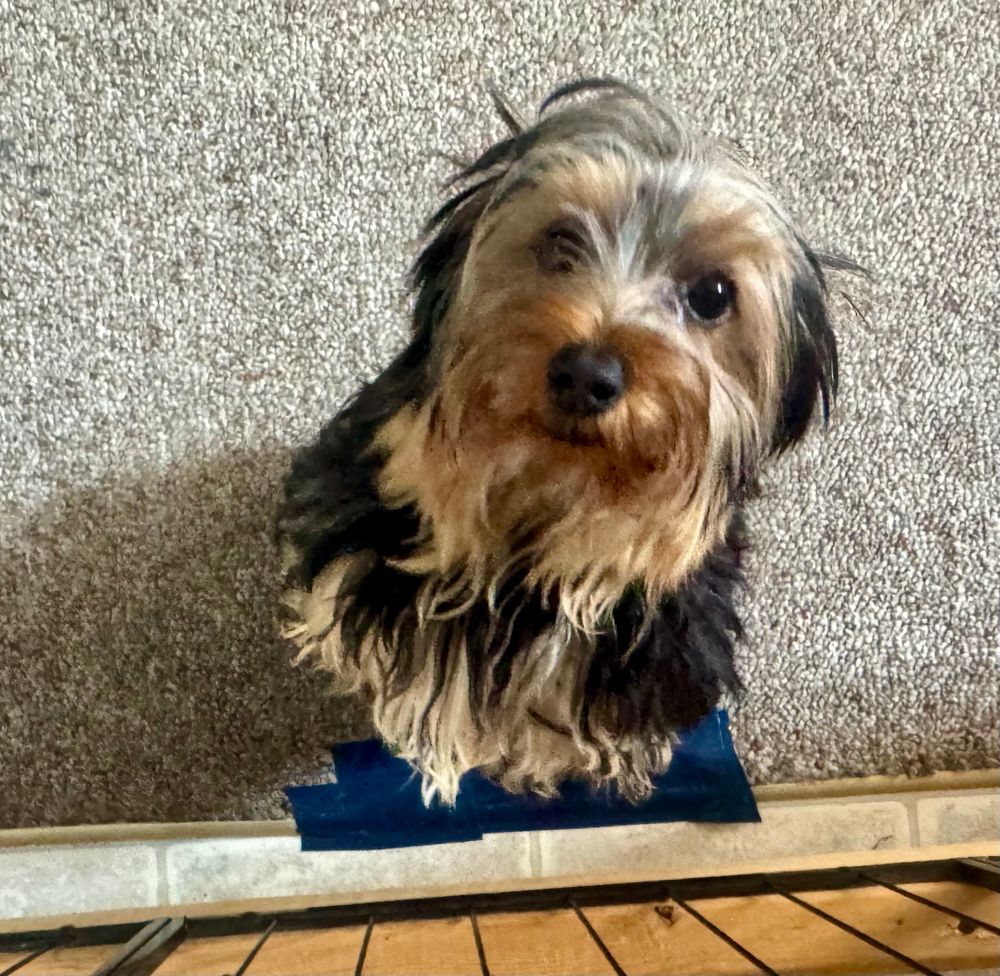 The dog standing on its hind legs looking cute as hell 
