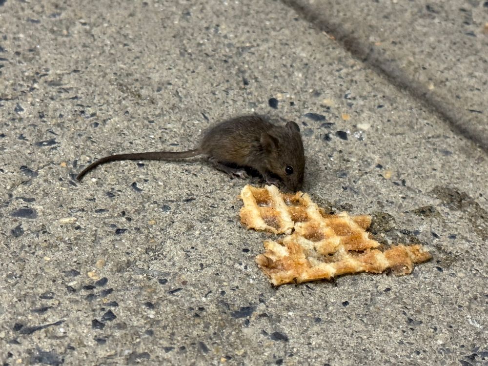 A tiny little mouse eats an ice cream cone wedge 
