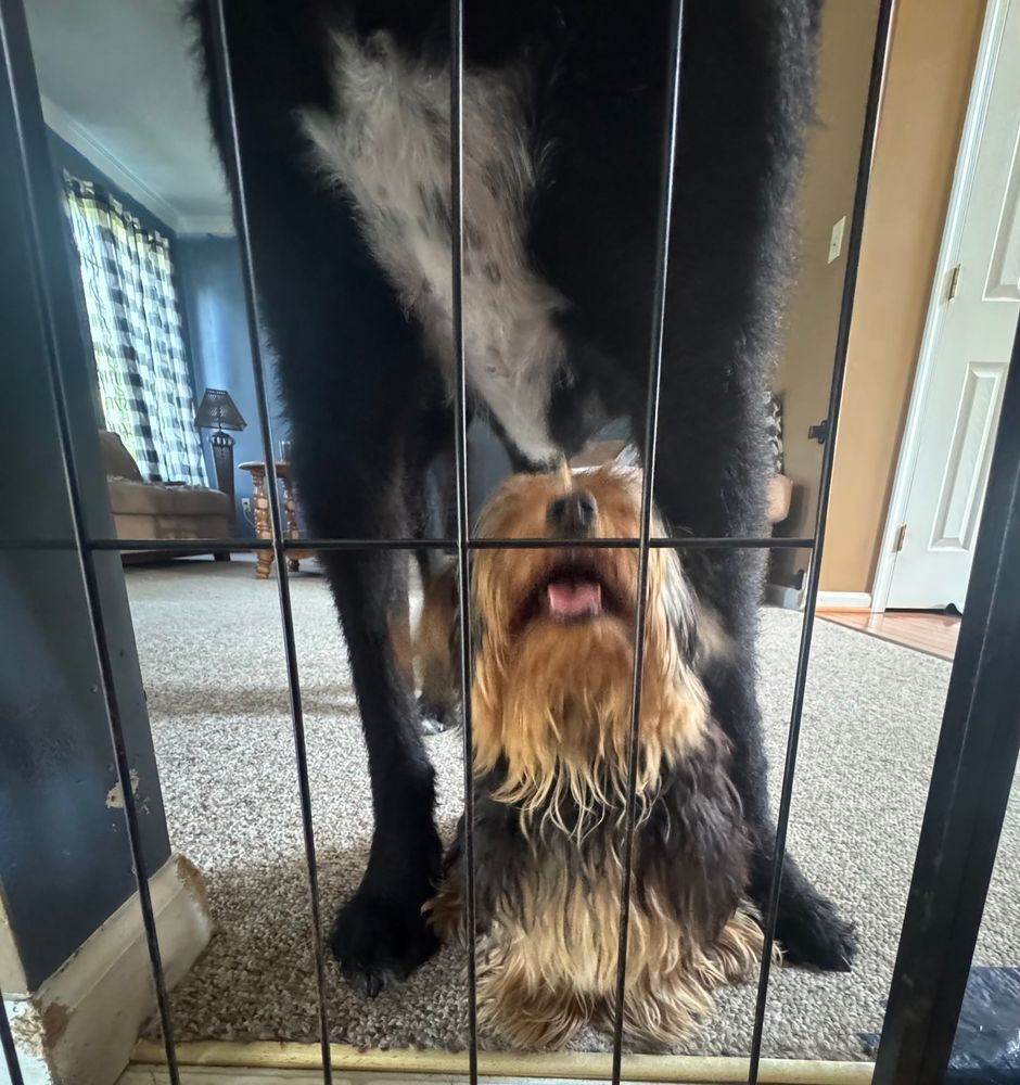 A tiny dog stands under the legs of a much much much larger dog 