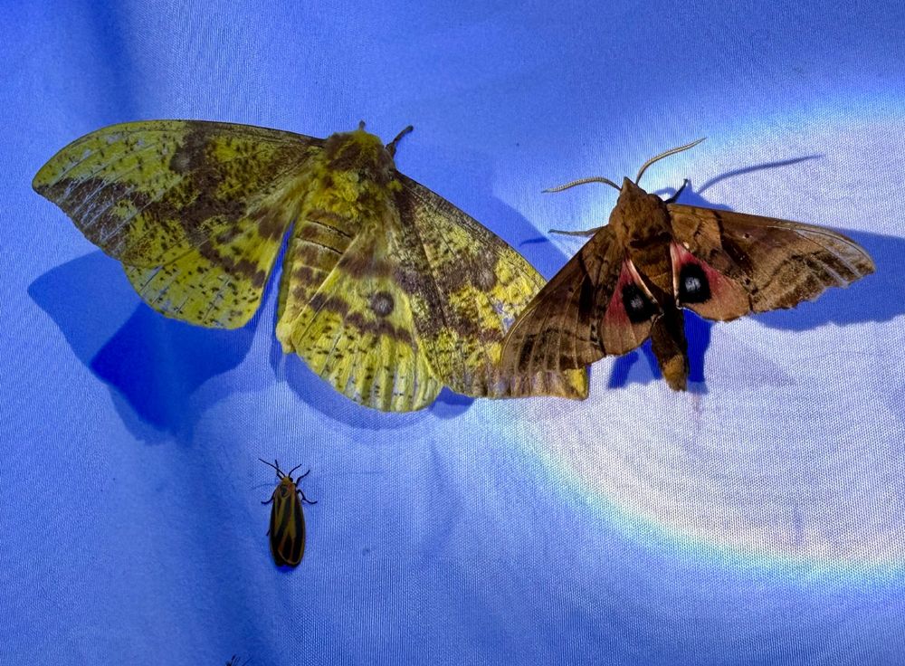 a big yellow moth and maroon moth and  medium brown moth with cool eyespots look like they're holding hands next to each other. A smaller orange and black moth hangs out below. All standing on a white sheet bathed in blue light.