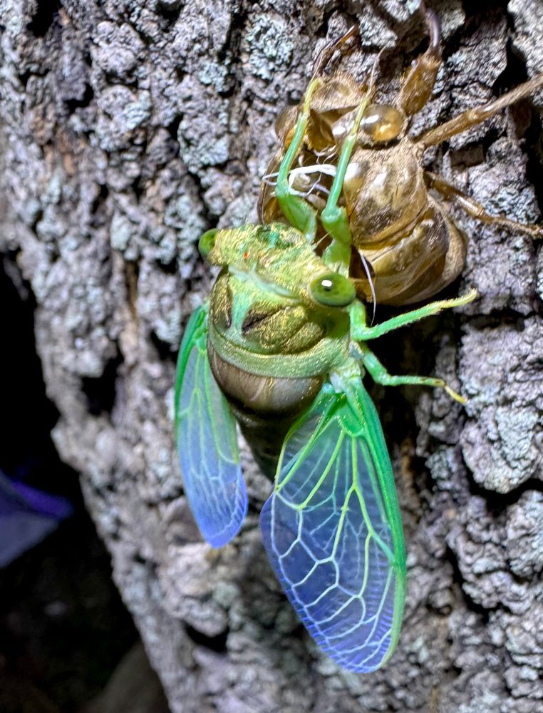 A green as fuck and also lightly iridescent blue cicada, freshly emerged 