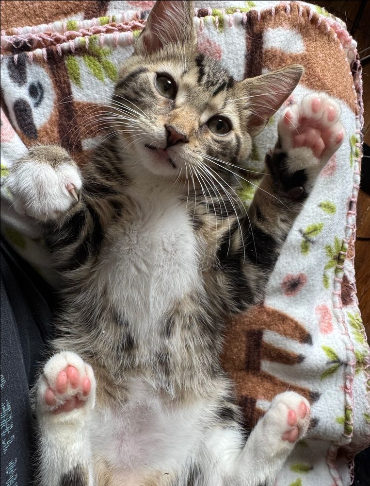 Trevor the tabby and white kitten with little pink paws lays tummy-up on a blanket on Sarah's lap. He's so FUCKING cute. My god. 