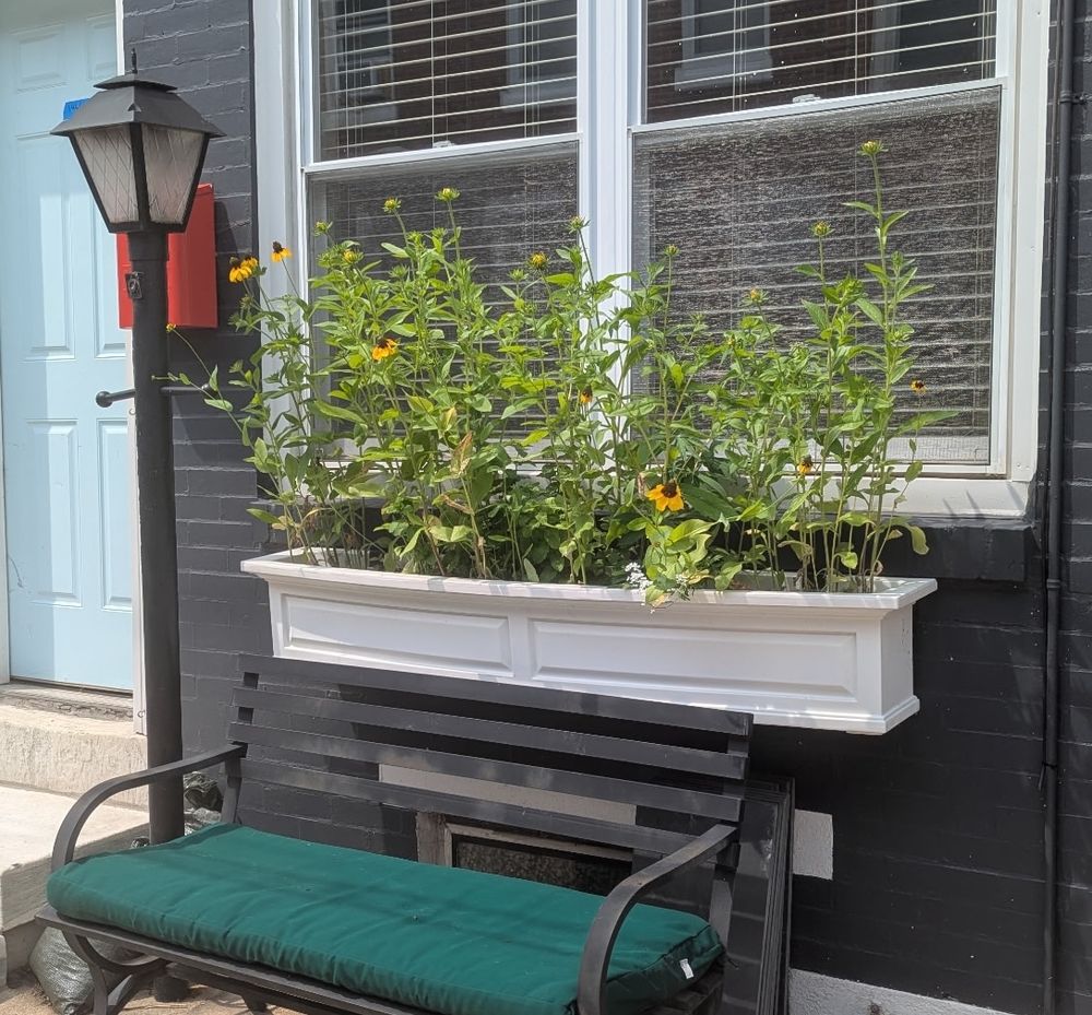 a white windowbox planter overflowing with yellow flowers
