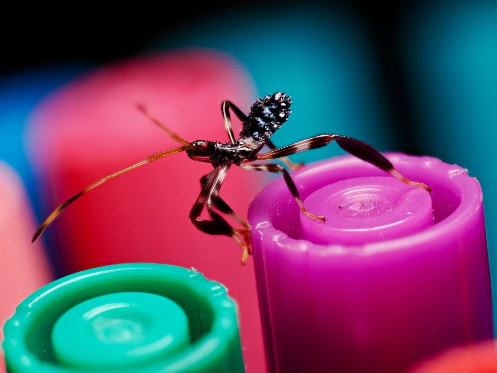 A flat bug with red eyes and 6 big legs that looks like they have leg warmers on, standing on a purple marker with other colors of marker around like green and pink and blue 