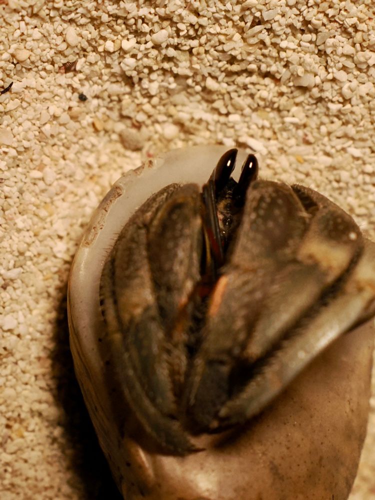 A hermit crab on its back has all its legs folded in front of it, coming slightly out of the shell, with its two eyes sticking out of the center, close together, so so so cute 