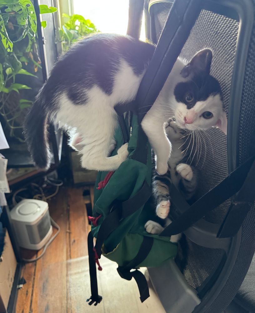two kittens treat my backpack, which is hanging from my chair, like a jungle gym. a black and white kitten looks sideways at me with one ear flopped over because it's pressed to the back of the chair and a tabby kitten is in between my backpack and the chair taking pot shots at the other kitten. 