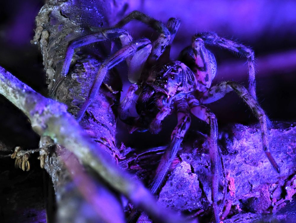 A wolf spider stands between two sticks placed perpendicularly to each other. It's looking sheepishly at the camera bathed in purple light