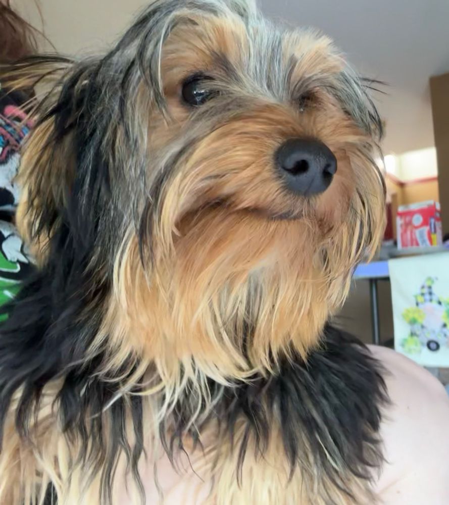 A puppy dog that looks like a muppet with brown and black fur 