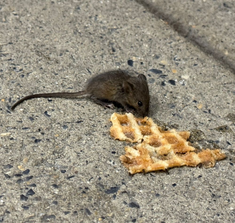 You probably could have guessed but it’s a tiny mouse eating a piece of waffle cone on a city sidewalk 