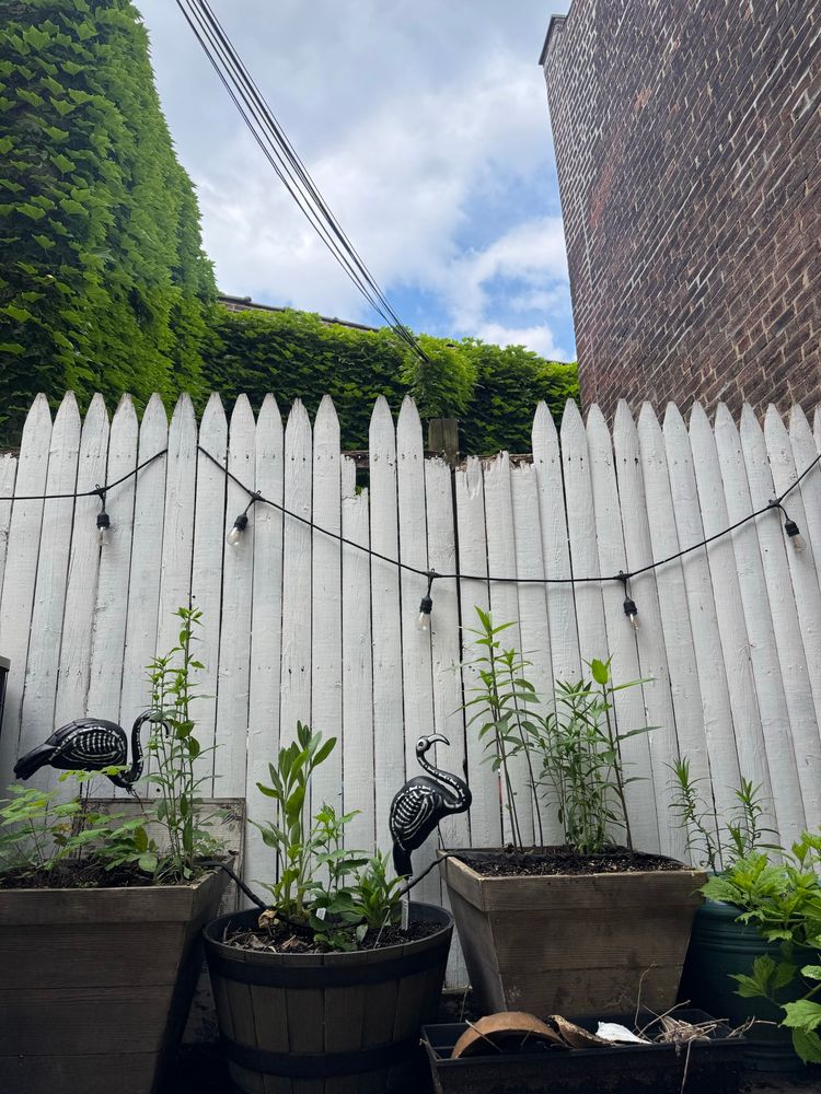 A white picket fence actively in decay, with a bunch of pots with native plants in them and lights on the fence. Also 2 plastic flamingoes but they’re black and skeletons 