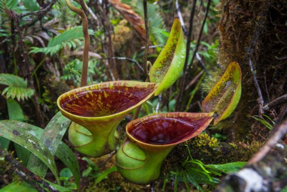 These Toilet-Shaped Carnivorous Plants Thrive By Eating Poop