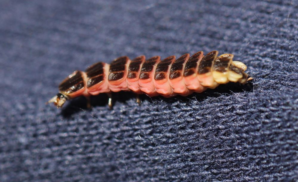 a flat bug with a black back and bright barbie pink sides. The end is yellow instead of pink. It has a teeny tiny face. It's walking on a knit shirt 