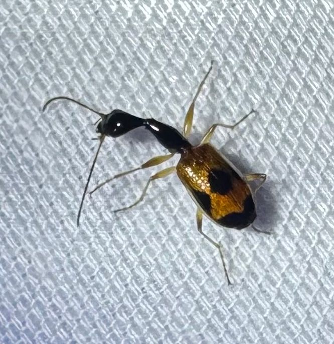 A freaky ass beetle with a long long black neck and a orange body with black spots 