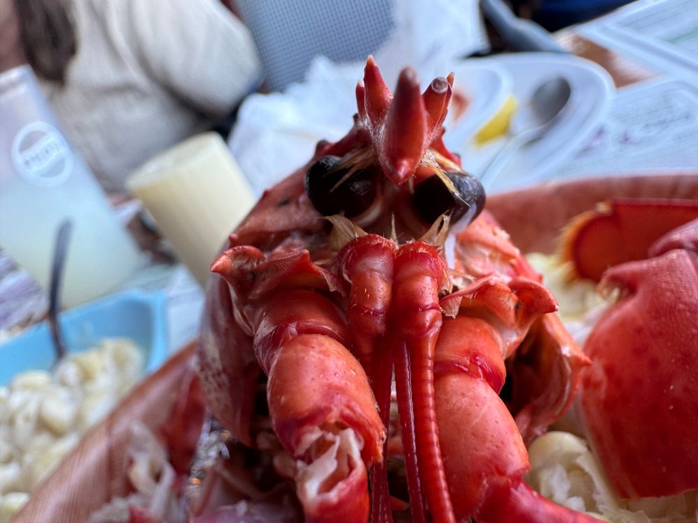 A lobster on a dinner table 