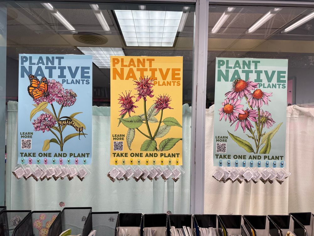 Three posters with native
Plants on them, including Bee balm, milkweed, and purple coneflower stand side by side, each with a bunch of native plant seeds in packets hanging from them, at the library 