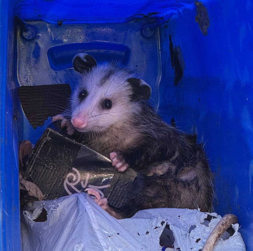 A possum so cute I could scream lounges on my trash bag like a big ol beanbag chair looking at me cutely 