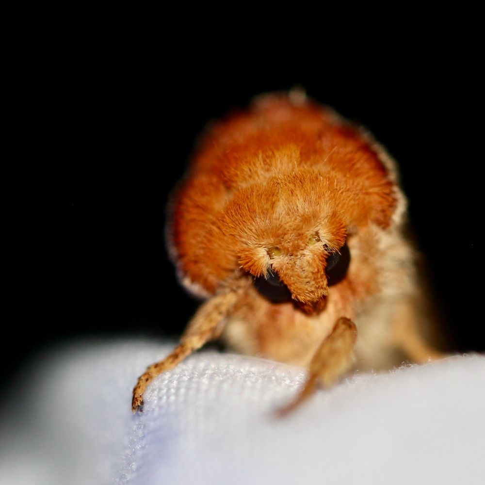 An extremely fluffy brownish orangeish moth sits on a white sheet looking directly at the camera with a slight head tilt like its picture day at school
