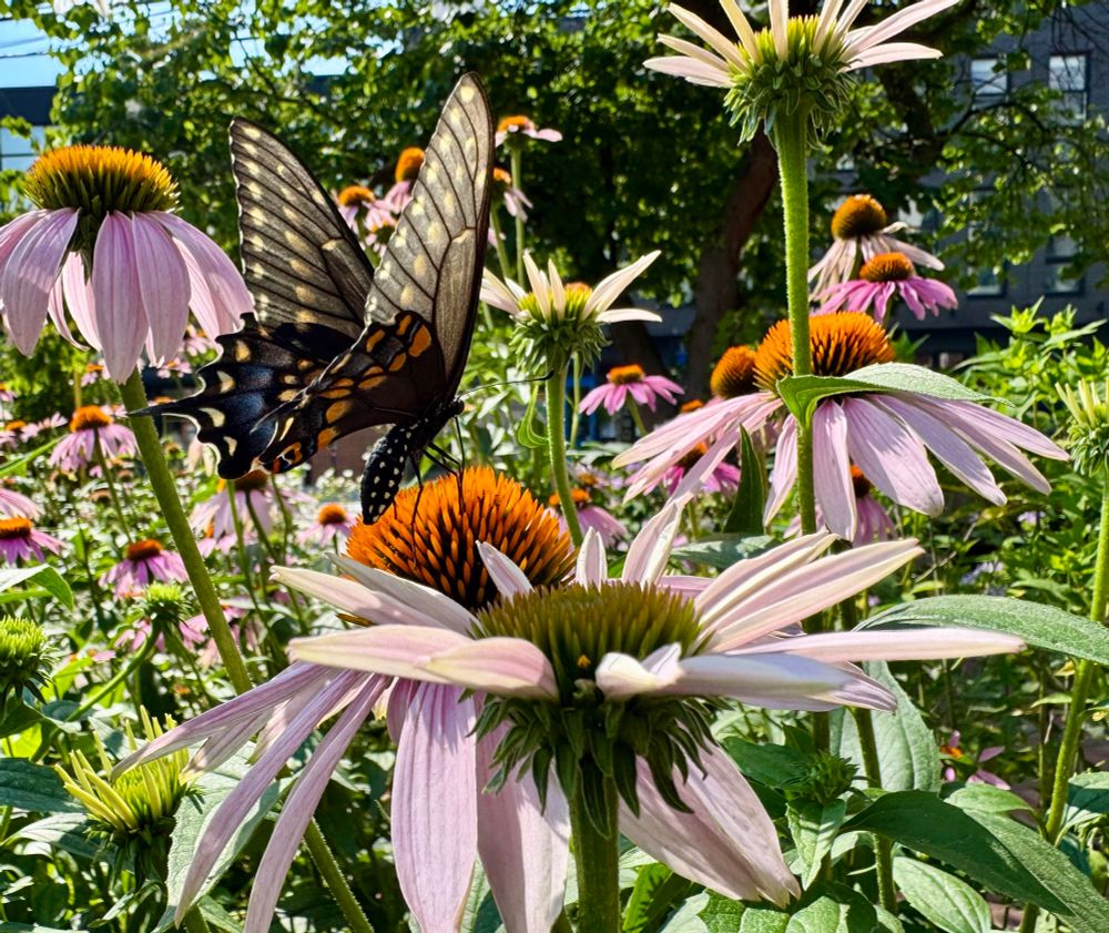 A black butterfly with yellow speckles on its torso and blue and yellow and orange on its wings stands on some purple coneflower 