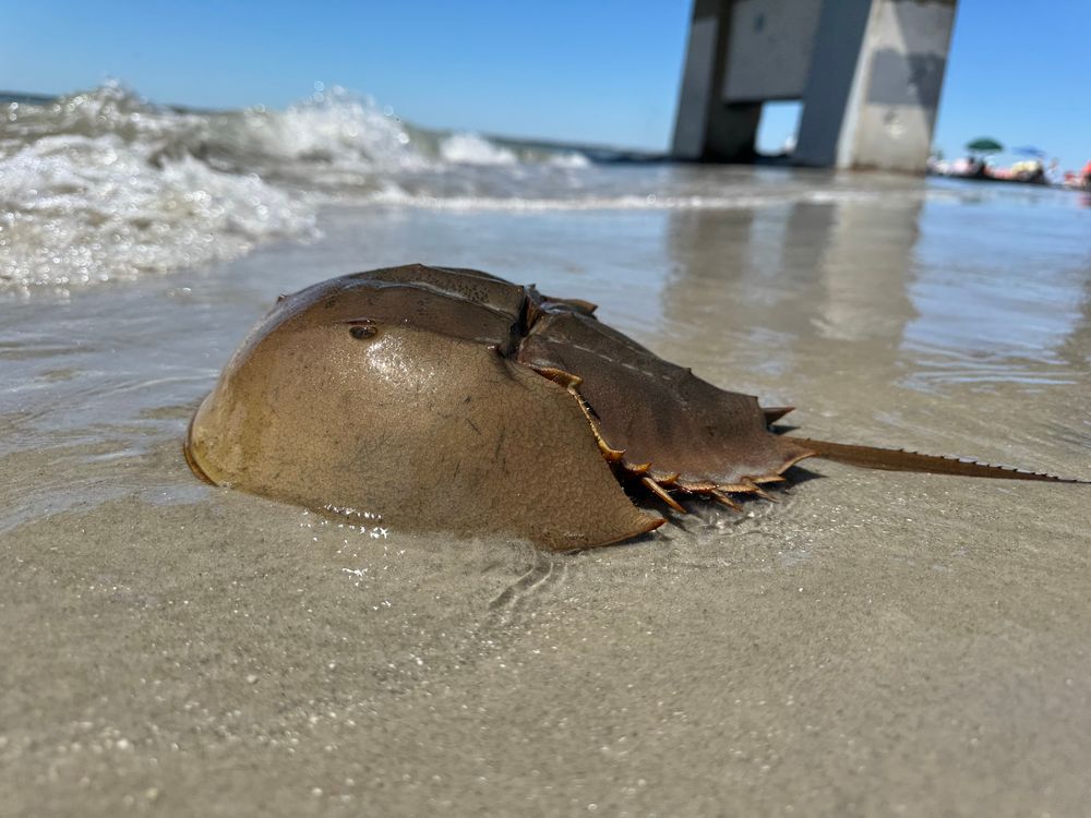 A horseshoe crab on the beach 