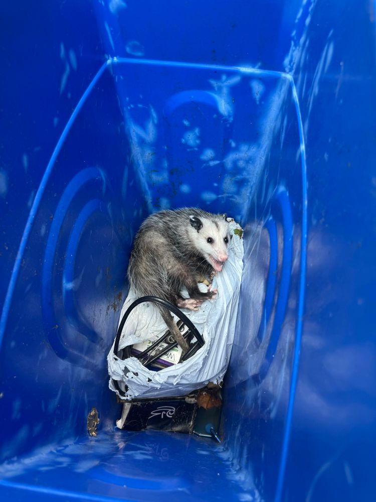 A young possum in Sarah’s trash can sitting on a bag of trash 