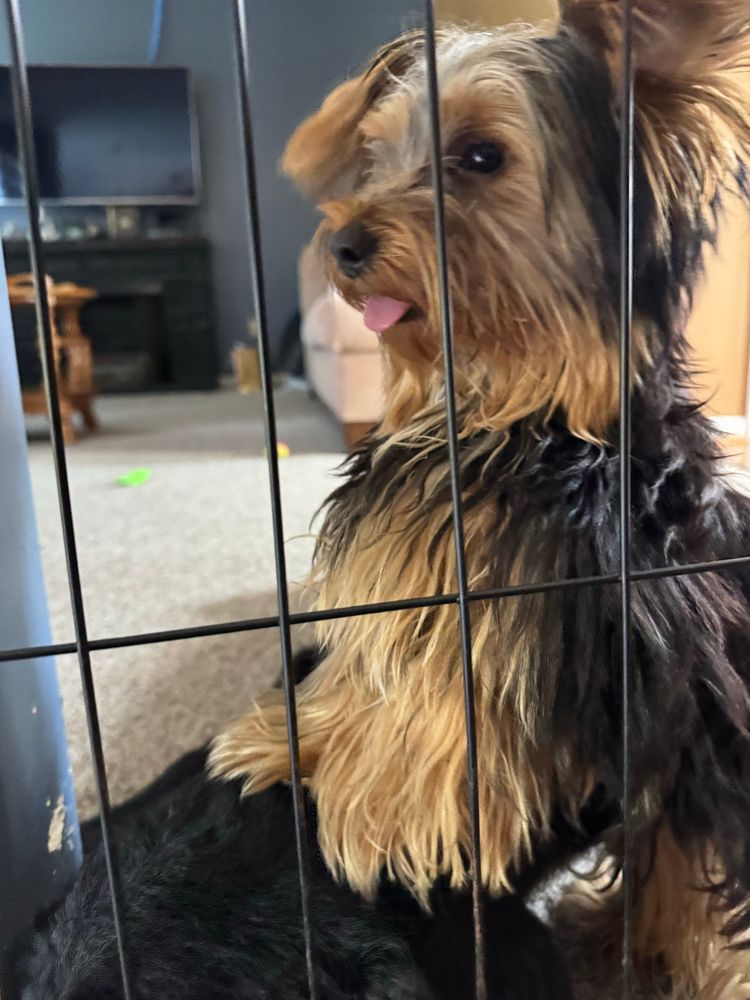 A dog stands on another dog with her tongue sticking out 