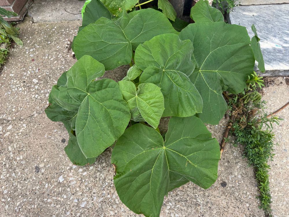 A weed tree with massive green leaves 