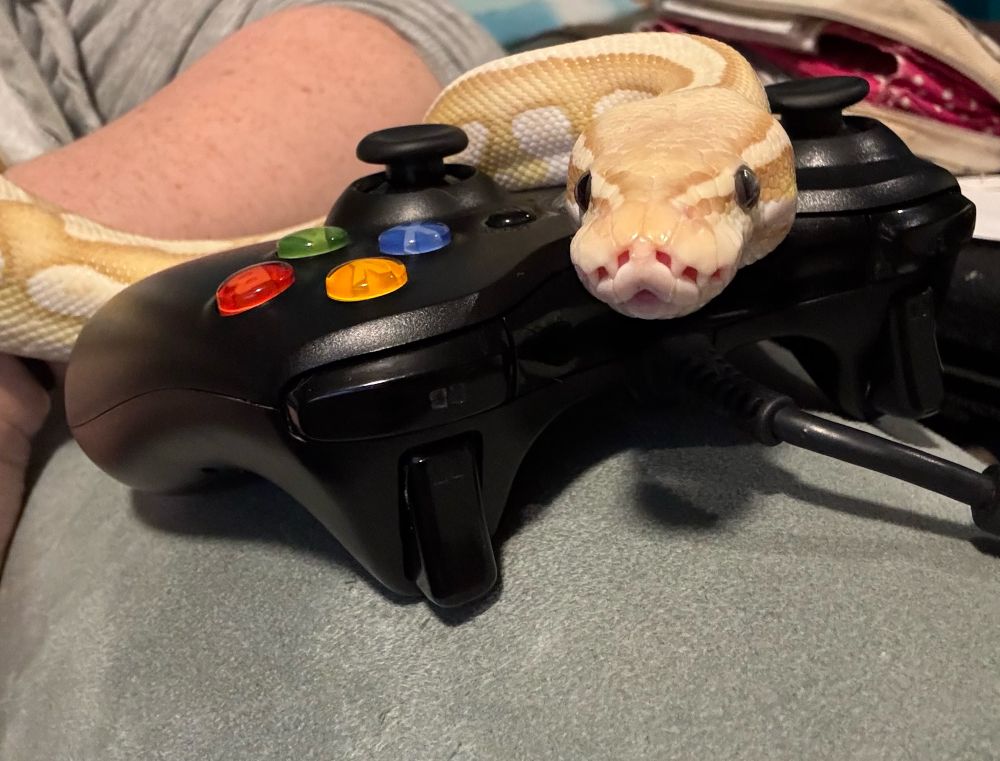 Sabrina the yellow ball python sits on an Xbox controller 