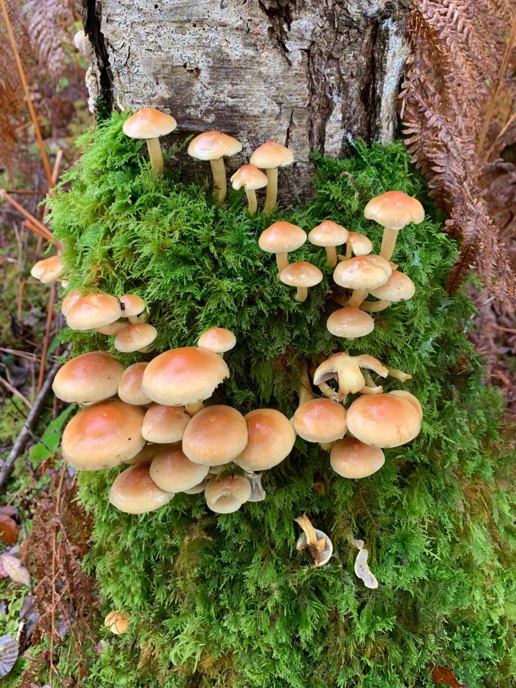 Small mushrooms clustered in moss at the base of a tree