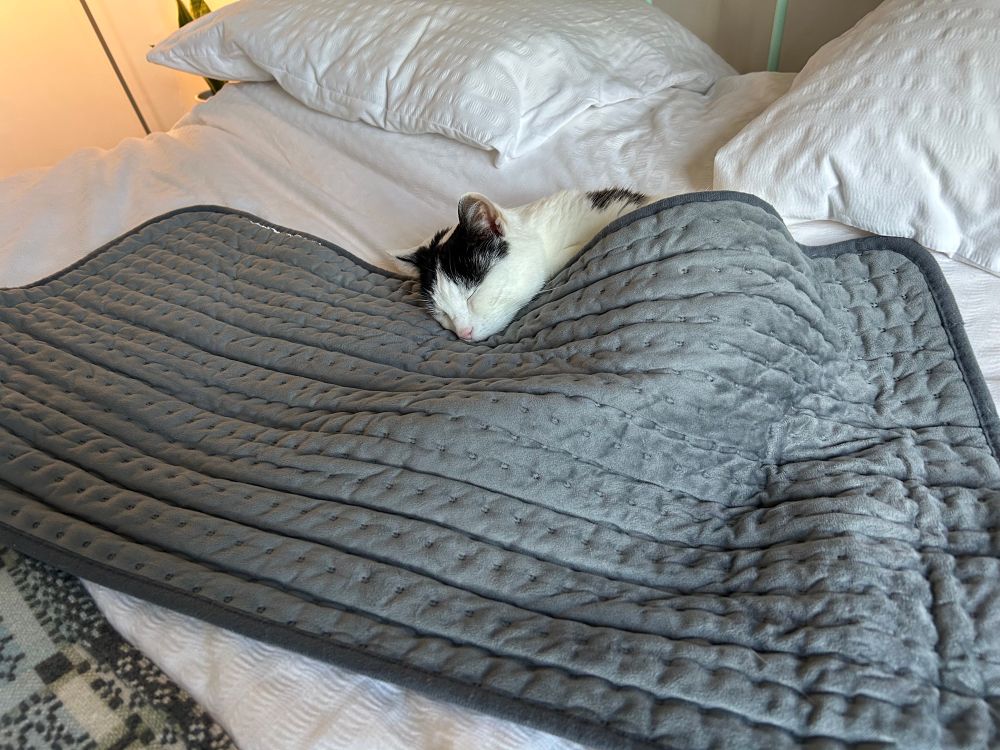 White and black cat asleep
Under a heated grey blanket
