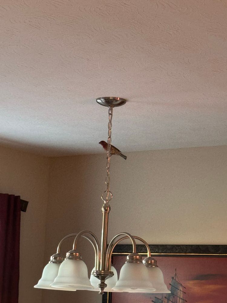 Bird sitting on light fixture in home