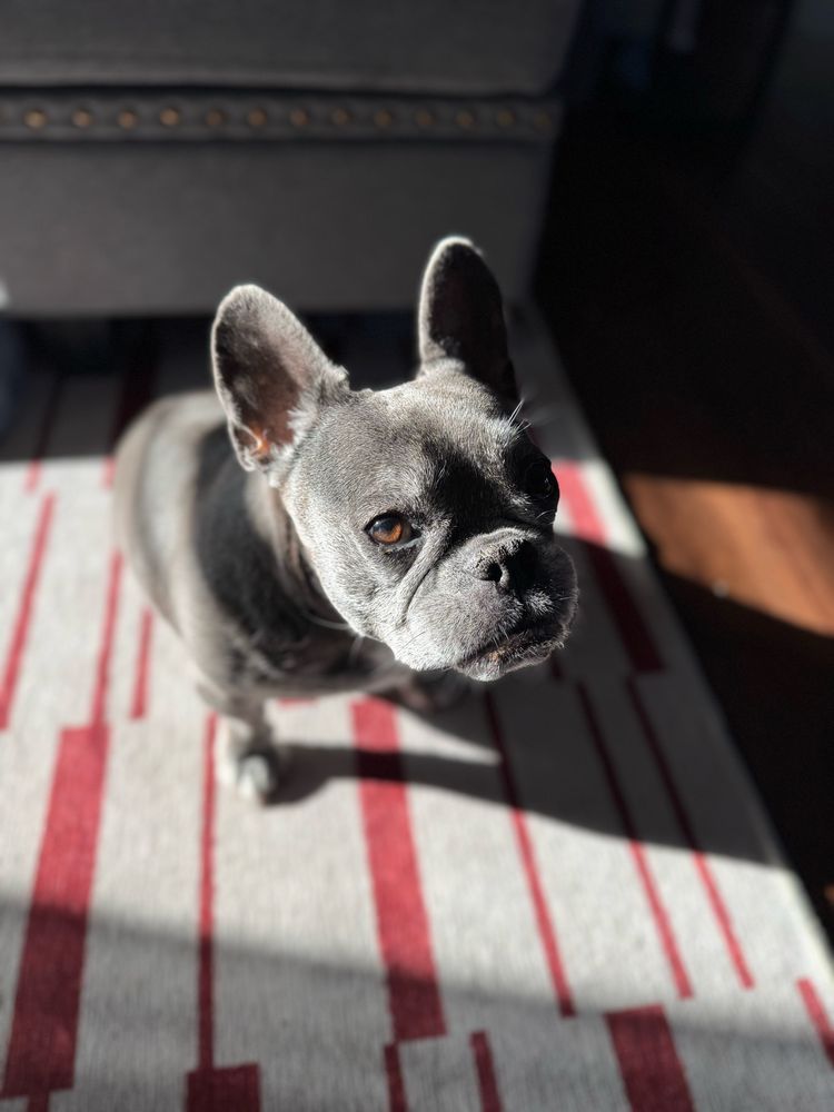 Gertrude, the French Bulldog