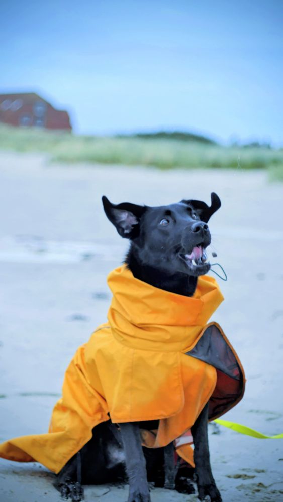 Momentaufnahme eines schwarzen Hundes im gelben Regenmantel schnappt nach Leckerli mit einem sehr fokussierten Blick, am Strand. 