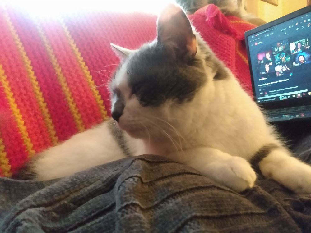 White and dark grey Dax lies on top of me on the sofa, turning her head to look at me.