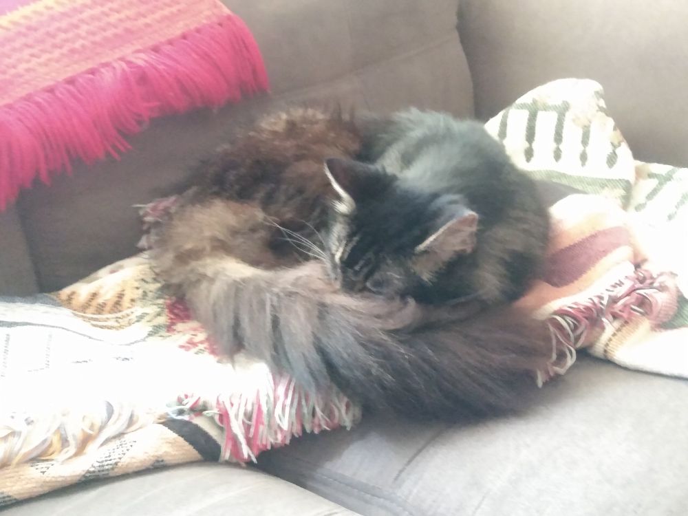 Fluffy brown Trinket lies on a blanket on the sofa. He is curled up tightly, with his nose buried in his long, floofy tail as it wraps around him.