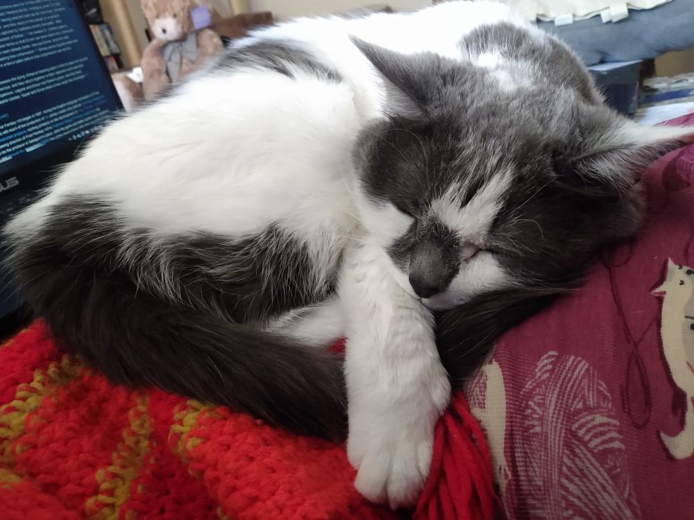 White and dark grey Dax lies curled up on top of me and a red and yellow blanket on the sofa, with one front paw extended outward.