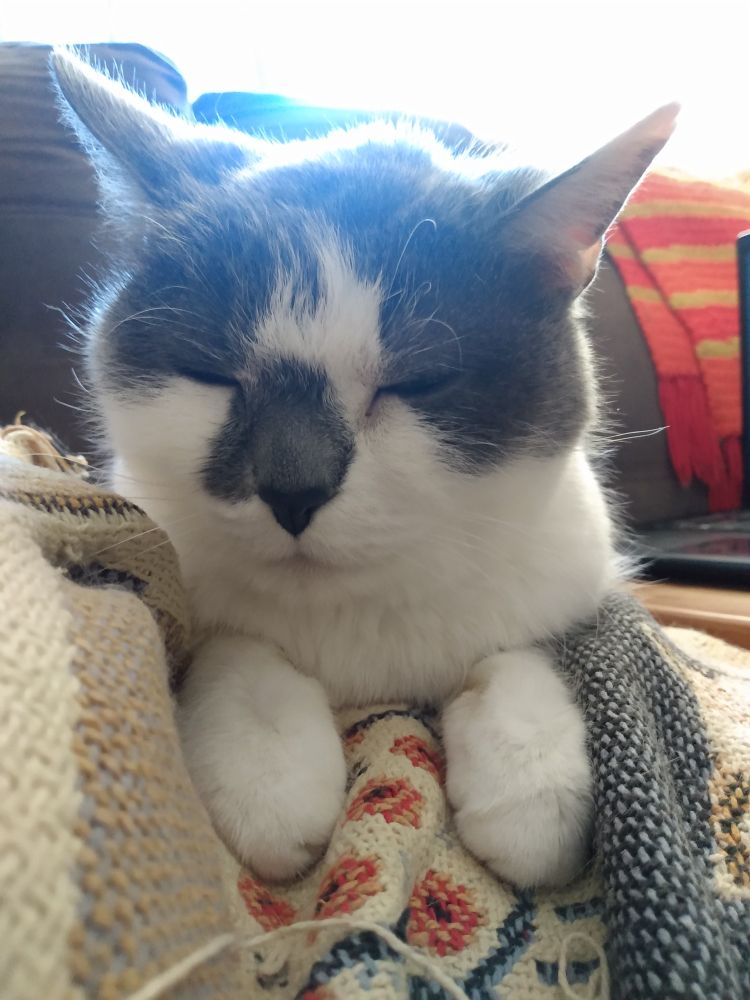 White and dark grey Dax lies on top of me on the sofa, a serene expression on her face with her eyes half shut as her front paws are placed gently before her.