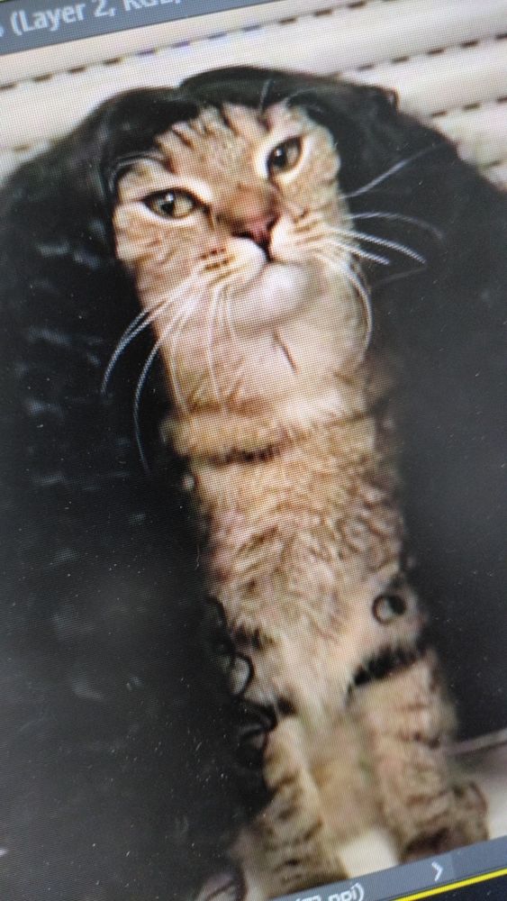 A cat