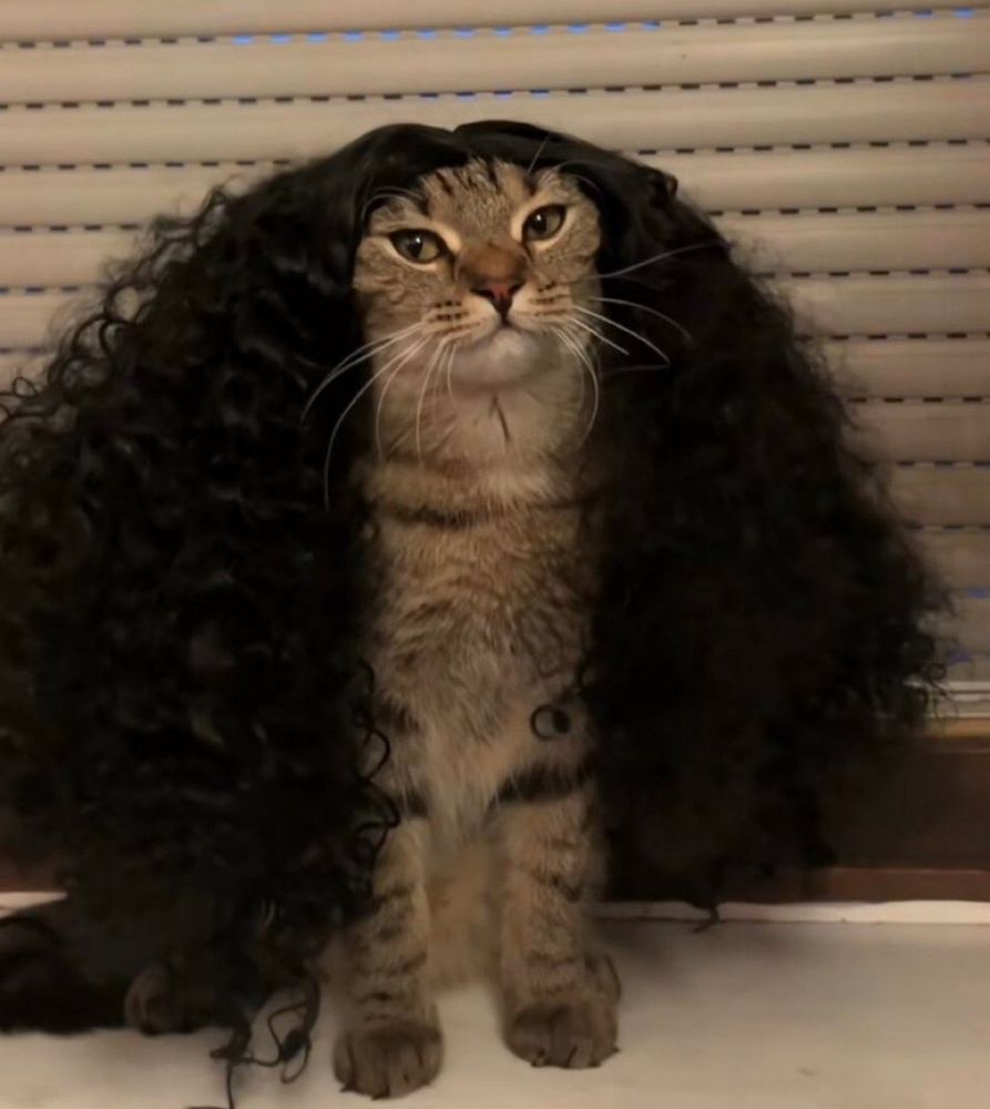 A silly internet cat wearing a wig
