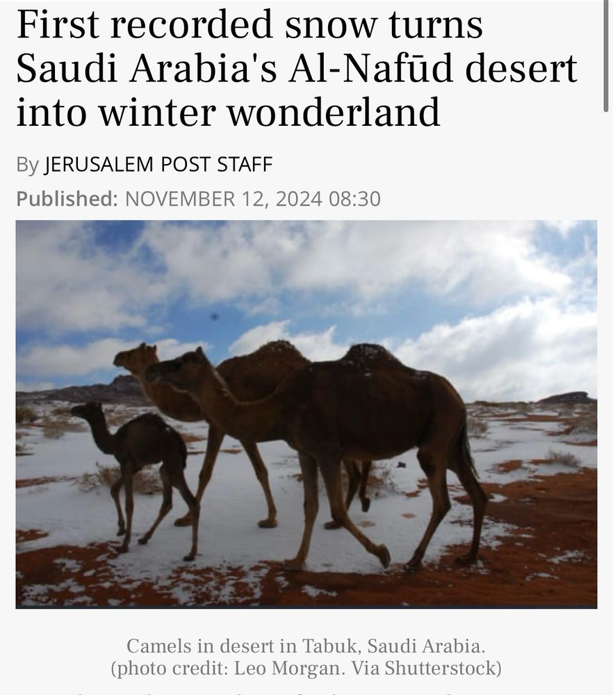 Camels in snow in Saudi Arabia 